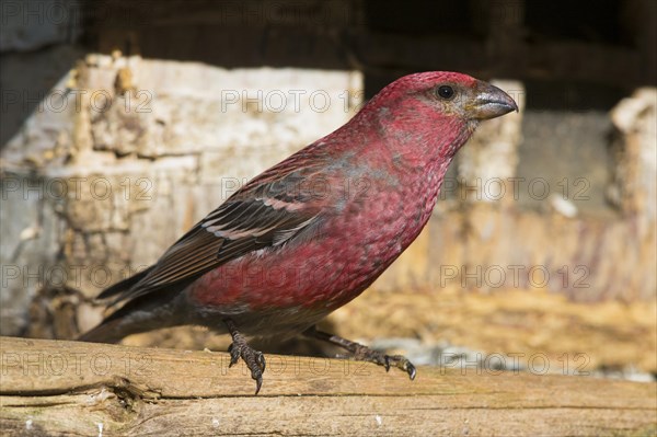 Pine Grosbeak (Pinicola enucleator)