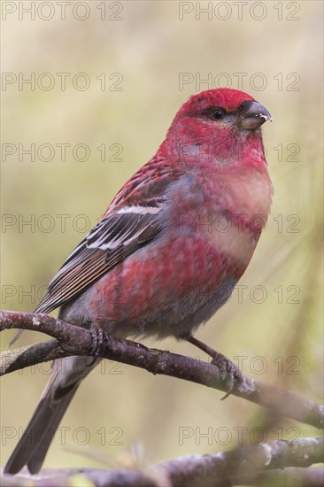 Pine Grosbeak (Pinicola enucleator)