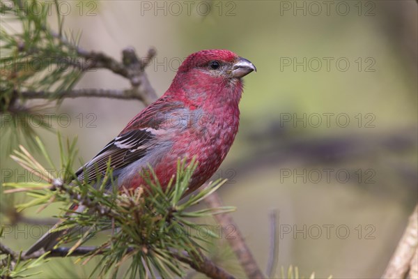 Pine Grosbeak (Pinicola enucleator)