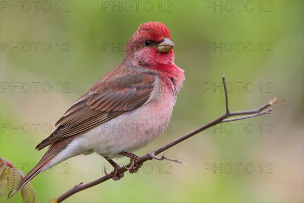 Common Rosefinch (Carpodacus erythrinus)