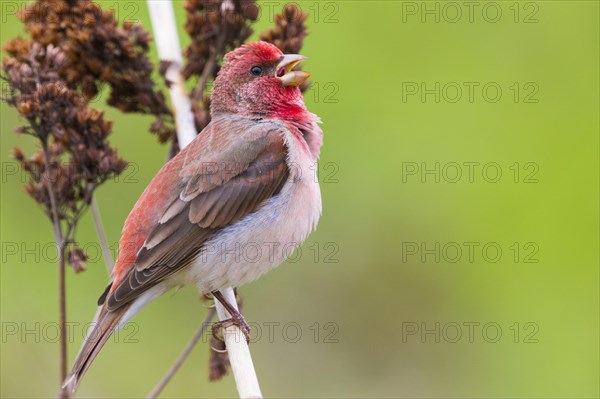 Common Rosefinch (Carpodacus erythrinus)