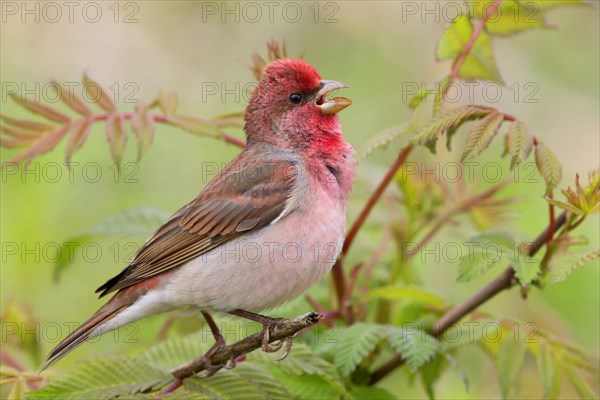 Common Rosefinch (Carpodacus erythrinus)