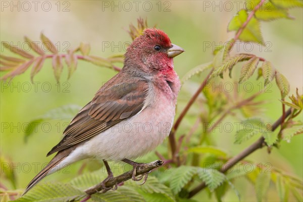 Common Rosefinch (Carpodacus erythrinus)