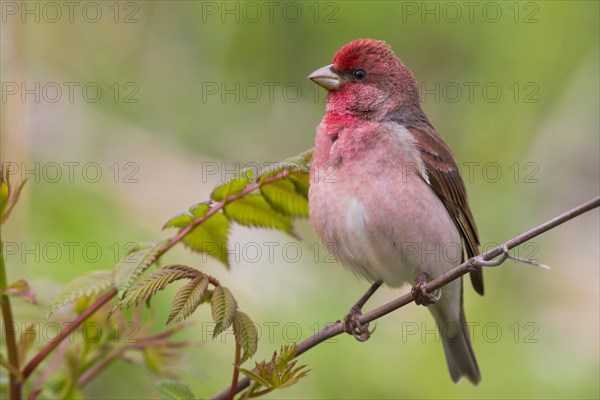 Common Rosefinch (Carpodacus erythrinus)