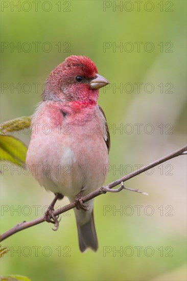 Common Rosefinch (Carpodacus erythrinus)