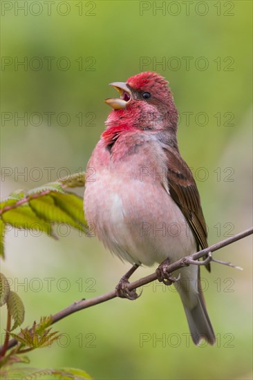 Common Rosefinch (Carpodacus erythrinus)