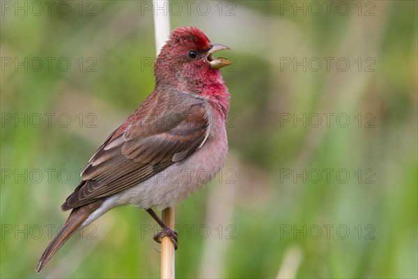 Common Rosefinch (Carpodacus erythrinus)