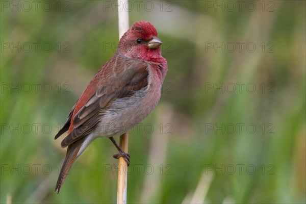 Common Rosefinch (Carpodacus erythrinus)