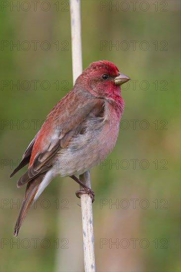 Common Rosefinch (Carpodacus erythrinus)