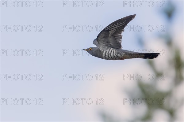 Common Cuckoo (Cuculus canorus)