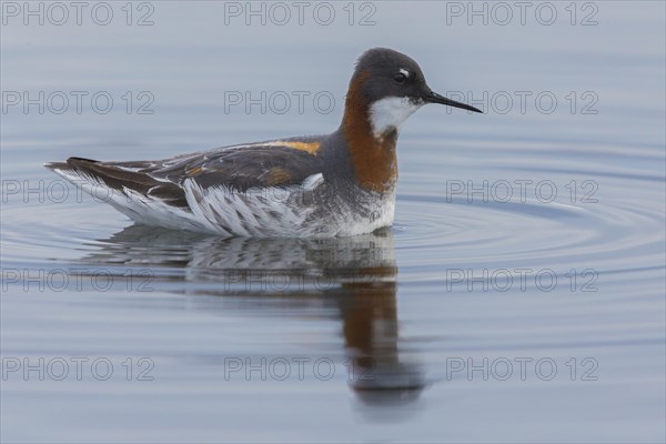 Red-necked Phalarope (Phalaropus lobatus)