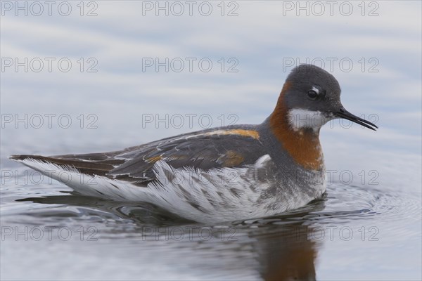 Red-necked Phalarope (Phalaropus lobatus)