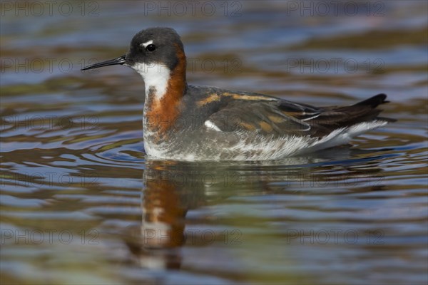 Red-necked Phalarope (Phalaropus lobatus)