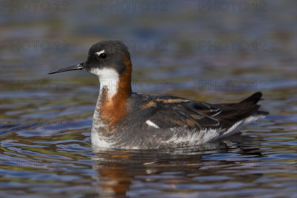 Red-necked Phalarope (Phalaropus lobatus)