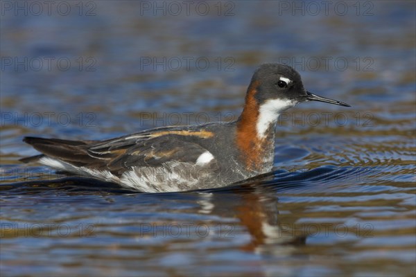 Red-necked Phalarope (Phalaropus lobatus)