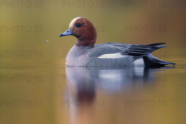 Eurasian Wigeon (Anas penelope)