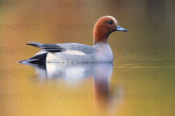 Eurasian Wigeon (Anas penelope)