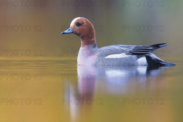 Eurasian Wigeon (Anas penelope)