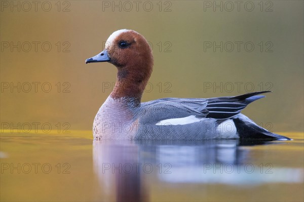 Eurasian Wigeon (Anas penelope)