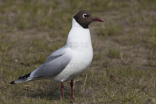 Black-headed Gull (Chroicocephalus ridibundus)