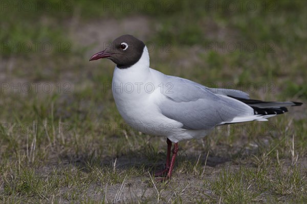 Black-headed Gull (Chroicocephalus ridibundus)