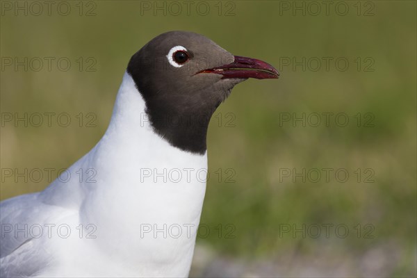 Black-headed Gull (Chroicocephalus ridibundus)