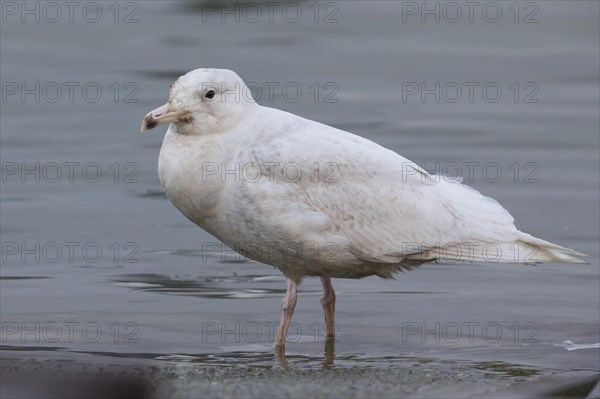 Glaucous Gull