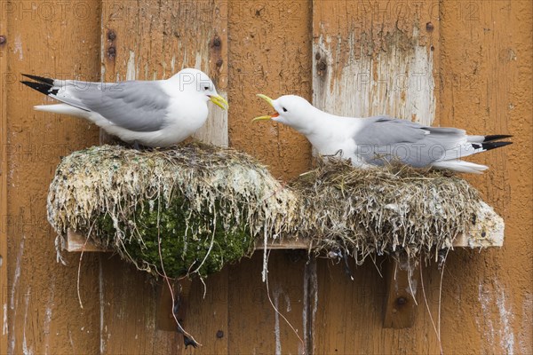 Black-legged Kittiwakes (Rissa tridactyla)