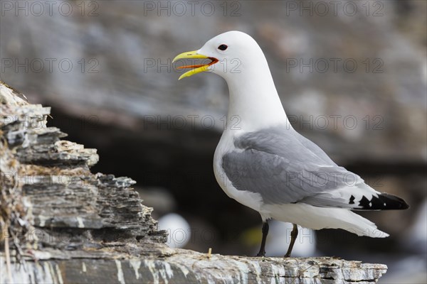 Black-legged Kittiwake (Rissa tridactyla)