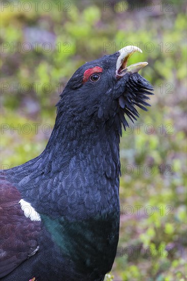 Western Capercaillie (Tetrao urogallus)