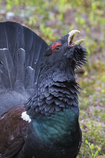 Western Capercaillie (Tetrao urogallus)