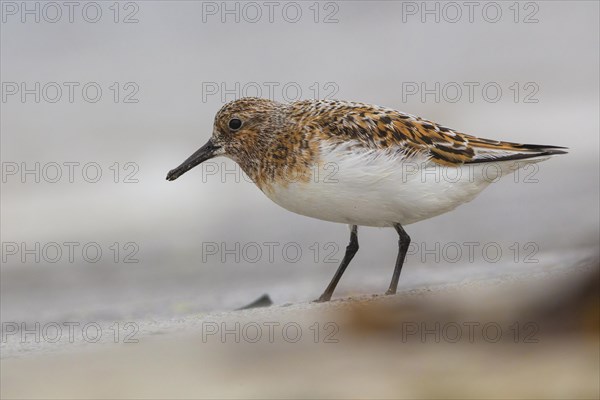 Little Stint (Calidris minuta)