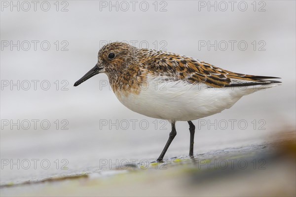 Little Stint (Calidris minuta)