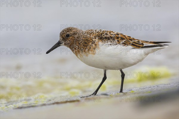 Little Stint (Calidris minuta)