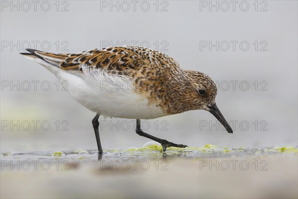 Little Stint (Calidris minuta)