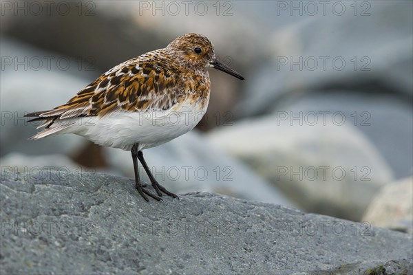 Little Stint (Calidris minuta)