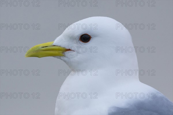 Mew Gull