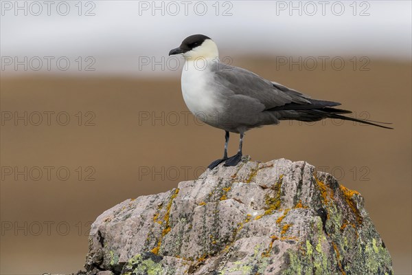 Long-tailed Jaeger (Stercorarius longicaudus)