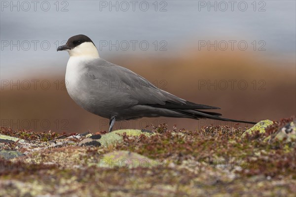 Long-tailed Jaeger (Stercorarius longicaudus)