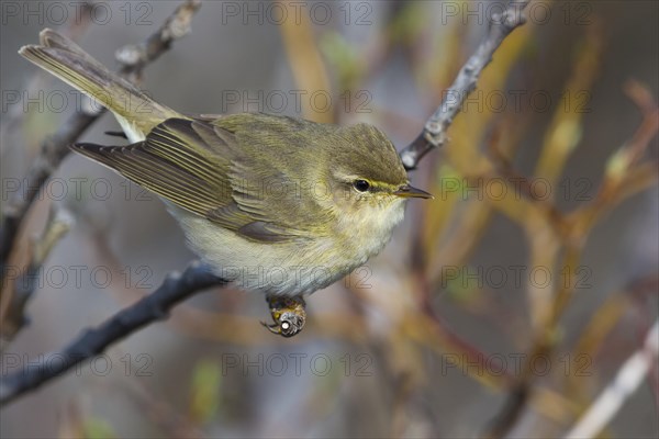 Adult willow warbler (Philloscopus trochilus acredula) perched on a branch