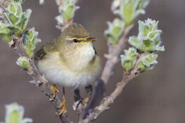 Adult willow warbler (Philloscopus trochilus acredula) perched on a branch