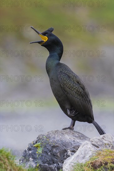 European Shag (Phalacrocorax aristotelis)