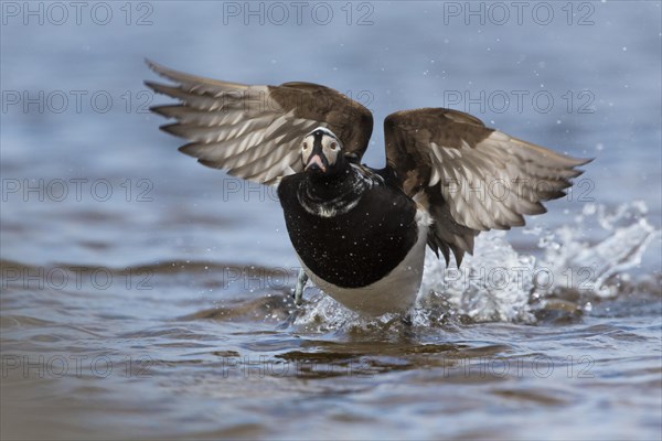 Long-tailed Duck (Clangula hyemalis)