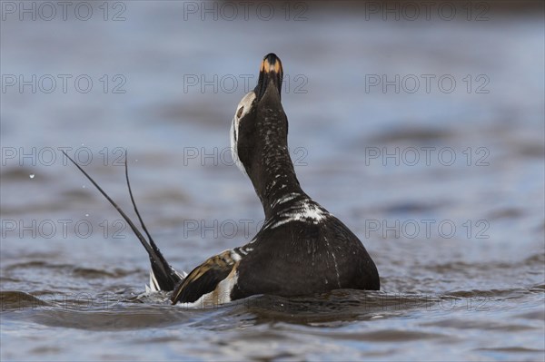 Long-tailed Duck (Clangula hyemalis)