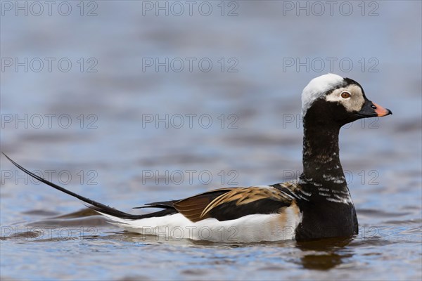 Long-tailed Duck (Clangula hyemalis)