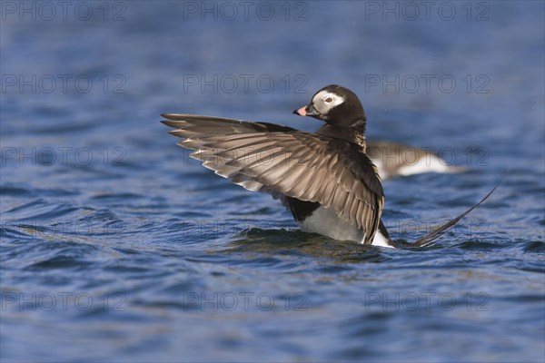 Long-tailed Duck (Clangula hyemalis)