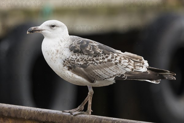 Great Black-backed Gull (Larus marinus)