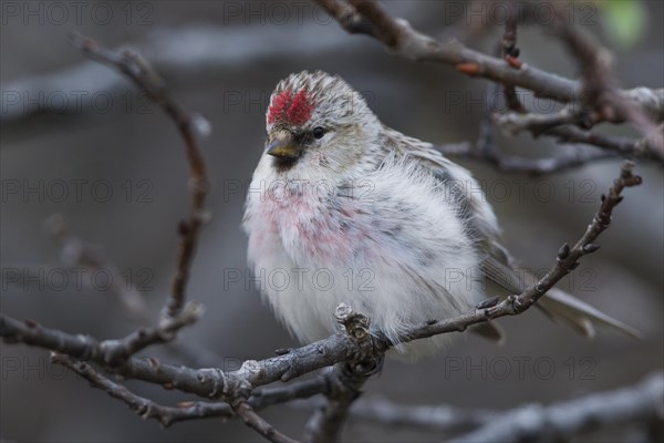 Arctic Redpoll (Acanthis hornemanni)