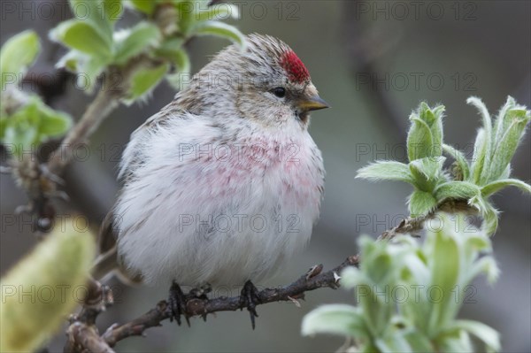 Arctic Redpoll (Acanthis hornemanni)