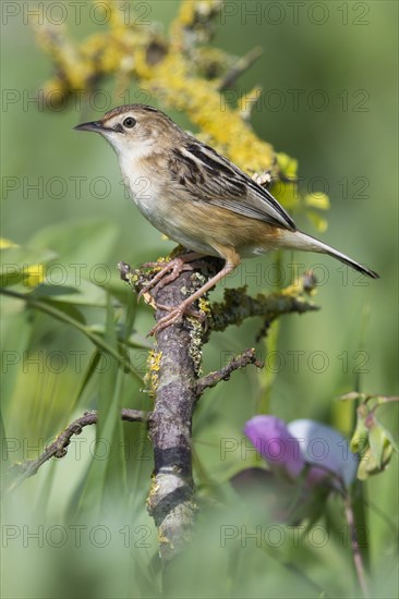 Zitting Cisticola (Cisticola juncidis)